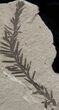 Metasequoia (Dawn Redwood) Fossil - Montana #27139-1